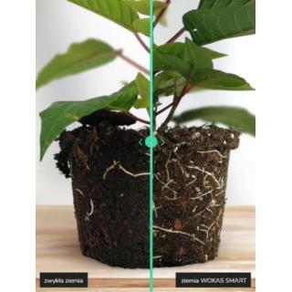 Ziemia do hortensji niebieskiej 20L Wokas Smart