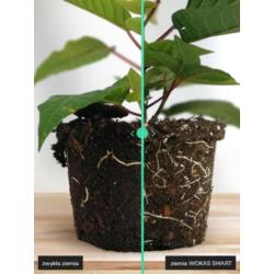 Ziemia do roślin kwaśnolubnych 20L Wokas Smart