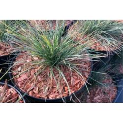 Mulcz do ściółkowania Wokas Smart 50L